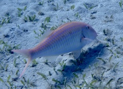 Parupeneus heptacantha