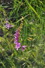 Polygala major