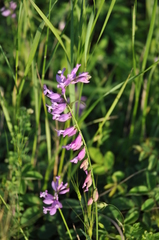 Polygala major