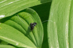 Adela septentrionella