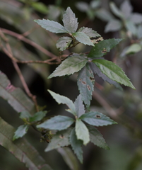 Callicarpa randaiensis