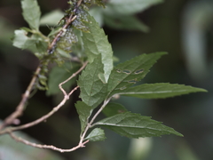 Callicarpa randaiensis