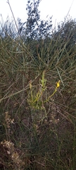 Spartium junceum