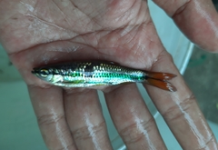 Rasbora cephalotaenia