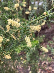 Acacia verticillata verticillata