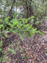 Acacia verticillata verticillata