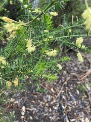 Acacia verticillata verticillata