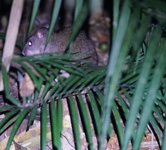 Uromys caudimaculatus