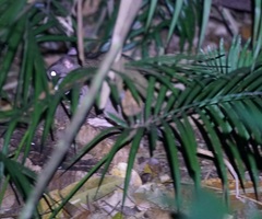 Uromys caudimaculatus
