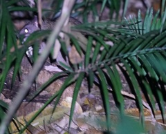 Uromys caudimaculatus
