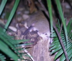 Uromys caudimaculatus