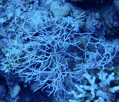 Melithaea rubrinodis