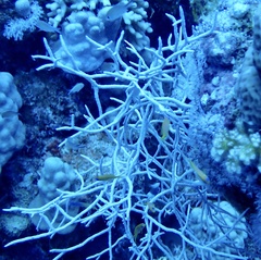 Melithaea rubrinodis