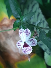 Pseuderanthemum bicolor