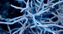 Melithaea rubrinodis