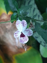 Pseuderanthemum bicolor