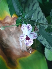 Pseuderanthemum bicolor