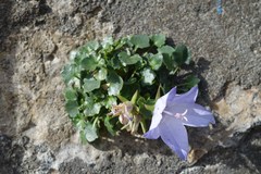 Campanula fragilis fragilis