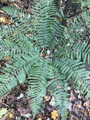 Dryopteris affinis