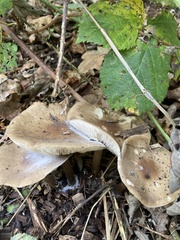 Fungi