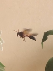 Delta dimidiatipenne