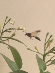 Delta dimidiatipenne