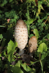Coprinus comatus