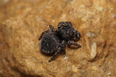 Maratus lobatus