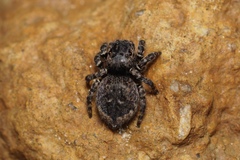 Maratus lobatus
