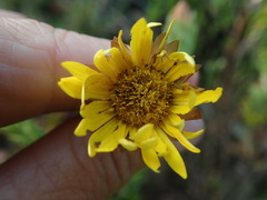 Oedera calycina