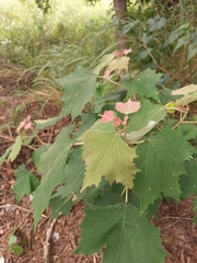 Mallotus paniculatus formosanus