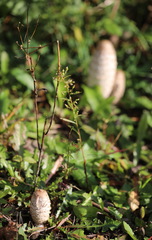 Coprinus comatus
