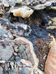 Auricularia mesenterica