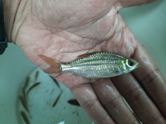 Desmopuntius johorensis