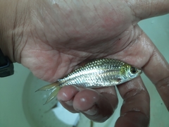 Desmopuntius johorensis