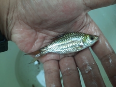 Desmopuntius johorensis