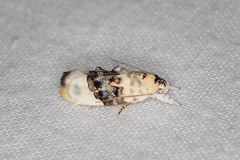 Piloprepes antidoxa