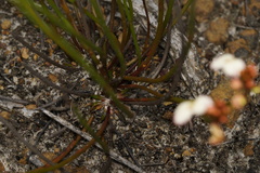 Stylidium junceum