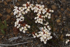 Stylidium junceum