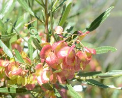 Dodonaea hackettiana