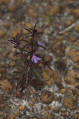Hemigenia pritzelii