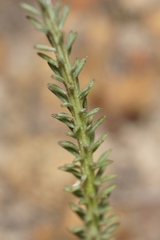 Comesperma virgatum