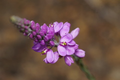 Comesperma virgatum