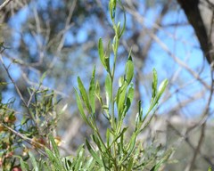 Dodonaea hackettiana