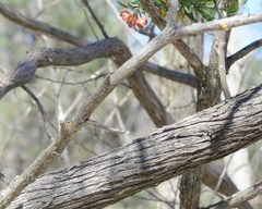 Dodonaea hackettiana