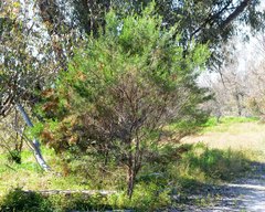 Dodonaea hackettiana