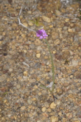 Comesperma virgatum