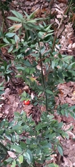 Ruscus aculeatus