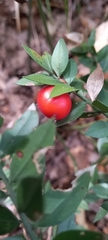 Ruscus aculeatus