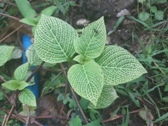 Fittonia albivenis